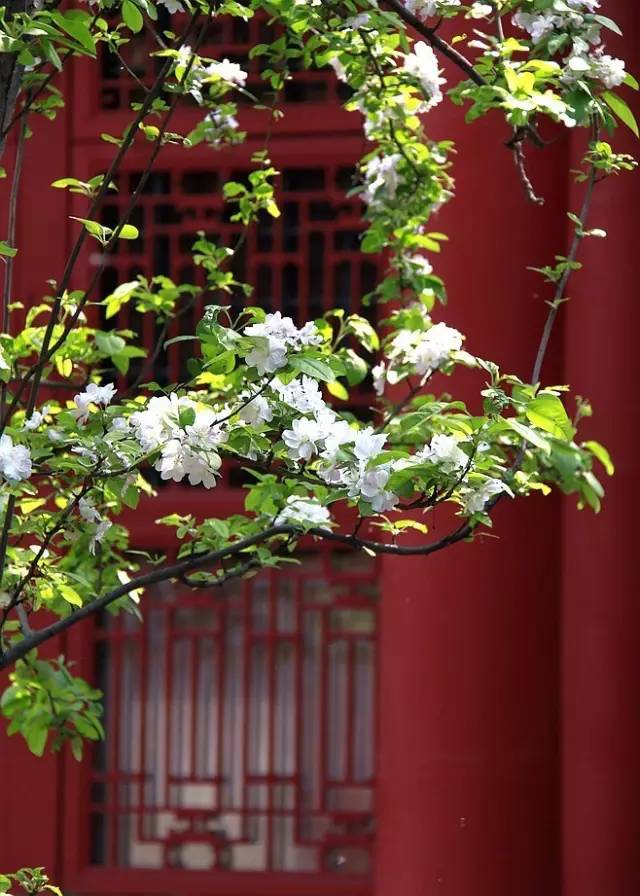 一樹梨花.jpg